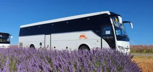 Autocar blanc de la société Melnic Cars stationné près d'un champ de lavande.